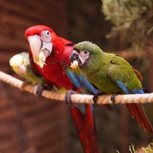 papugi mazury atrakcje dla dzieci